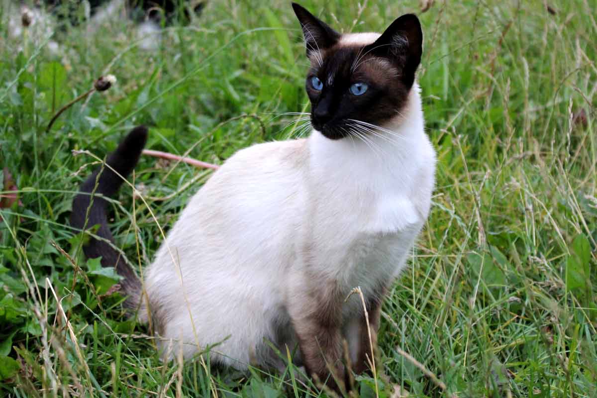 Balinese Cat Breed_Facts About Feral Cats