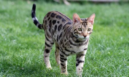 Bengal Cat Breed_How Do Cats Hunt_Why Do Cats Have Tails fun facts