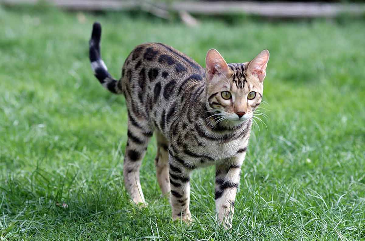 Bengal Cat Breed_How Do Cats Hunt_Why Do Cats Have Tails fun facts