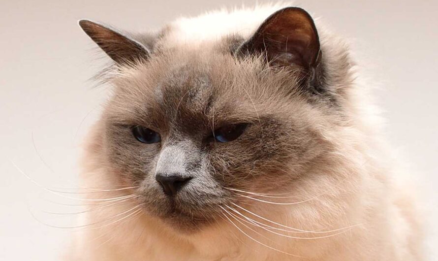 Birman Cat Breed: Profile, Traits, Personality, Care, Grooming