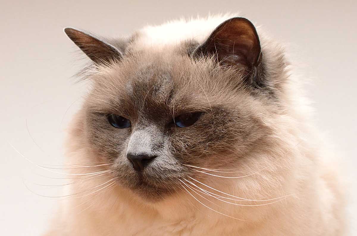 Birman Cat Breed_cat is male or female