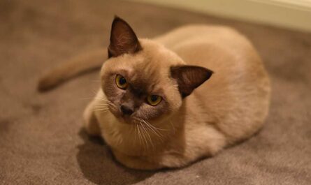 Burmese Cat Breed_how to tell if your cat can't breathe