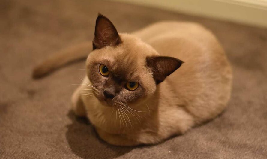 Burmese Cat Breed: Profile, Traits, Personality, Care, Facts