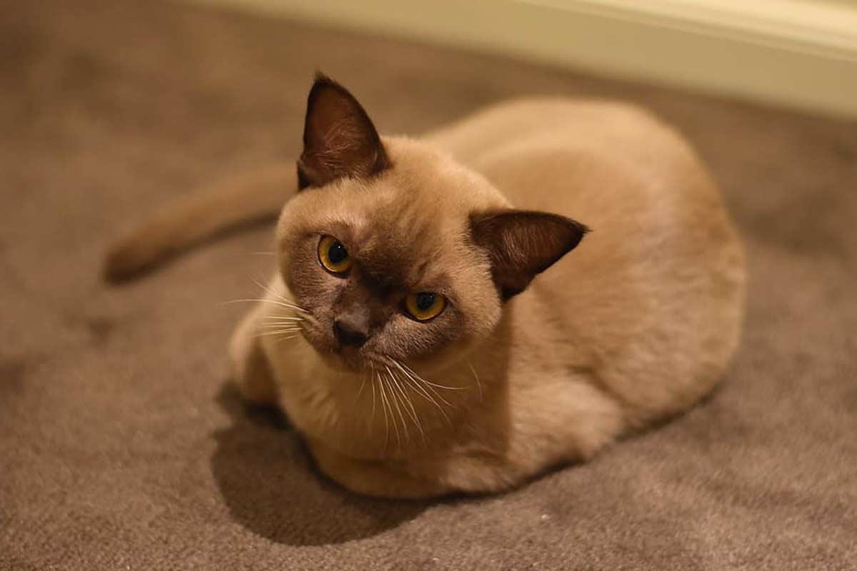 Burmese Cat Breed_how to tell if your cat can't breathe