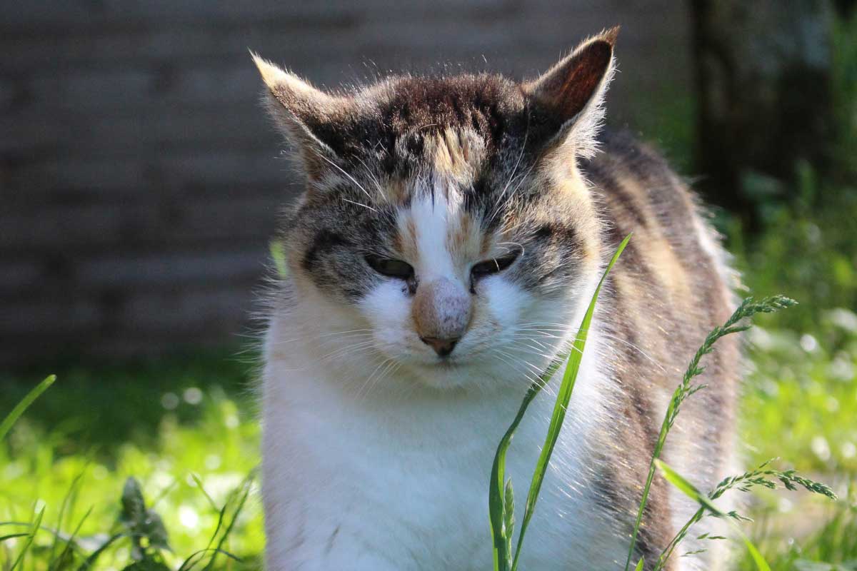Cat Not Eating