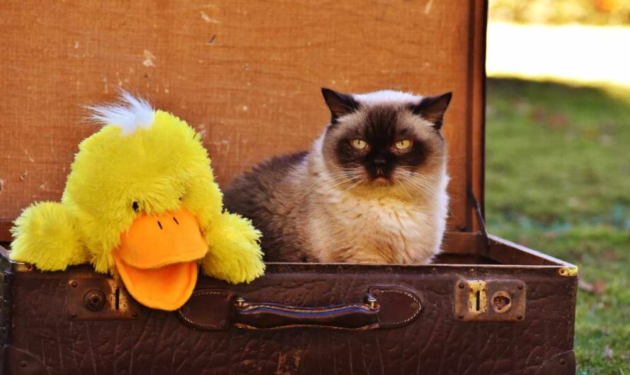 18 Cat Road Trip Tips To Know Before You Travel
