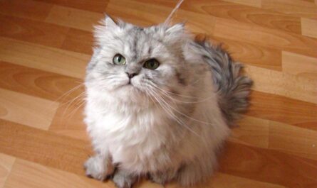 Chinchilla Cat Breed_make your cat happy