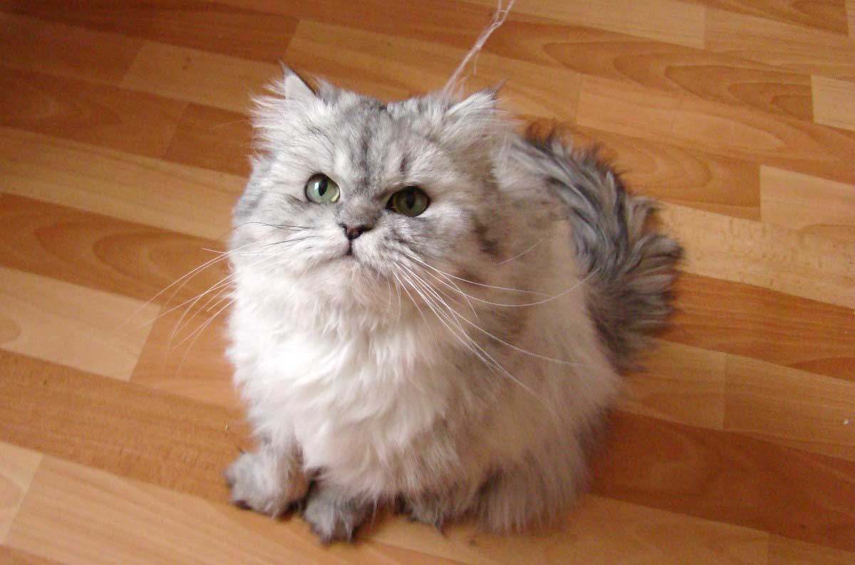 Chinchilla Cat Breed_make your cat happy