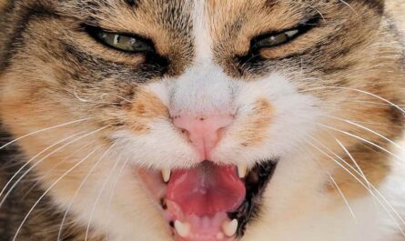 Dental Care for Cats How to Clean a Cat's Teeth_