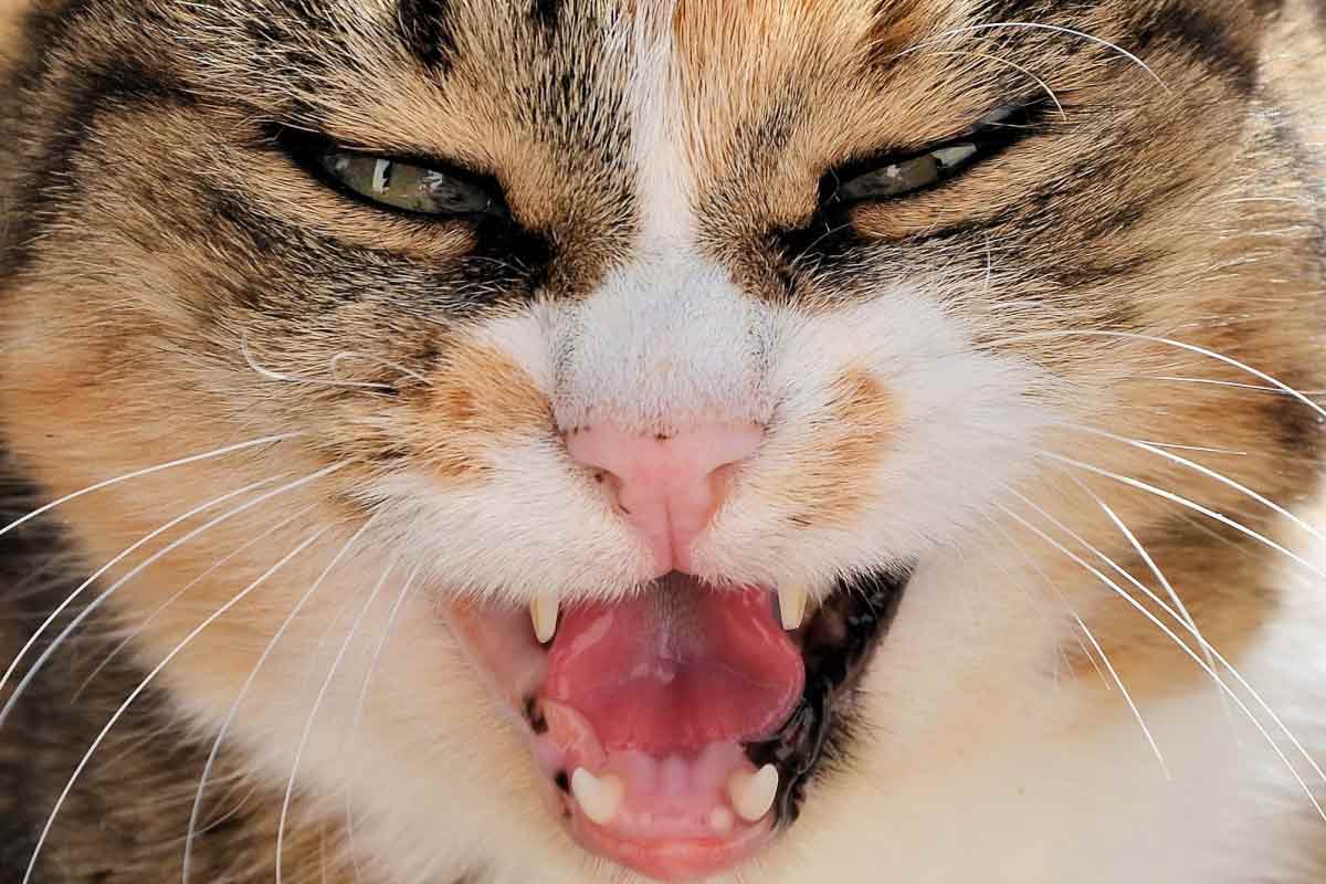 Dental Care for Cats How to Clean a Cat's Teeth_