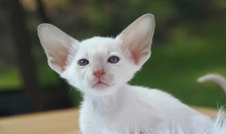 Devon Rex Cat Breed_Happy Cat