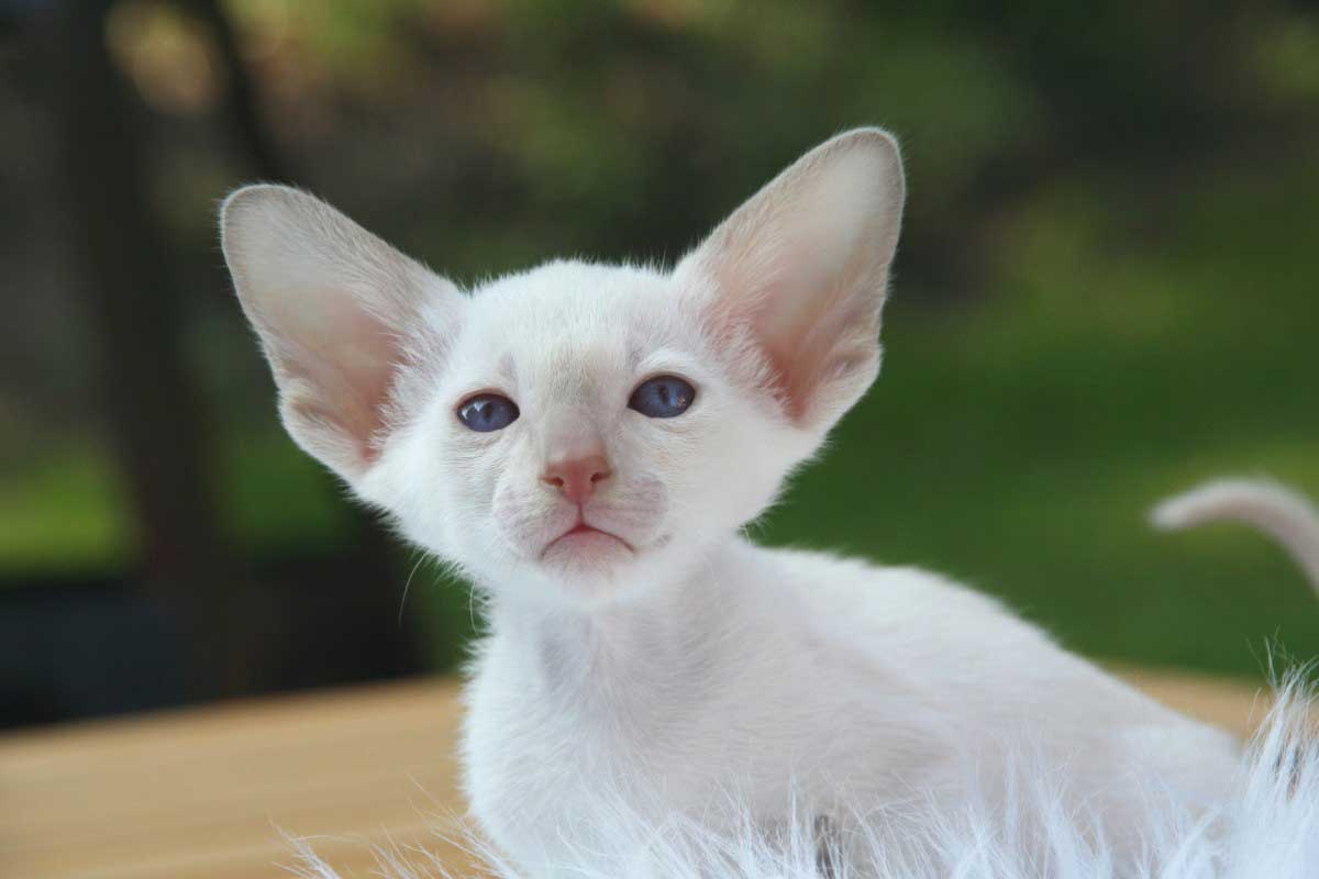 Devon Rex Cat Breed_Happy Cat