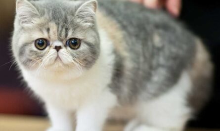 Exotic Shorthair Cat_Smells Cats Hate