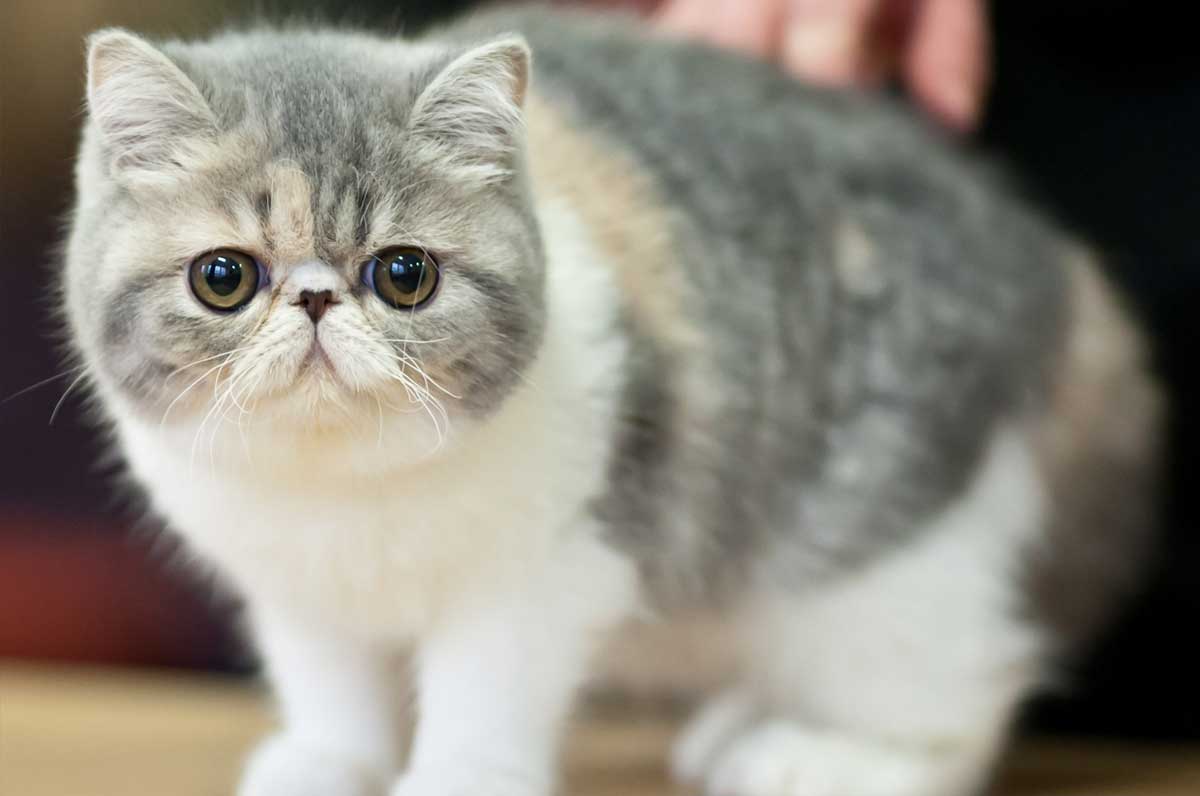 Exotic Shorthair Cat_Smells Cats Hate