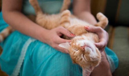 How To Train My Cat to Sit on My Lap_how to take care of a kitten without a mother