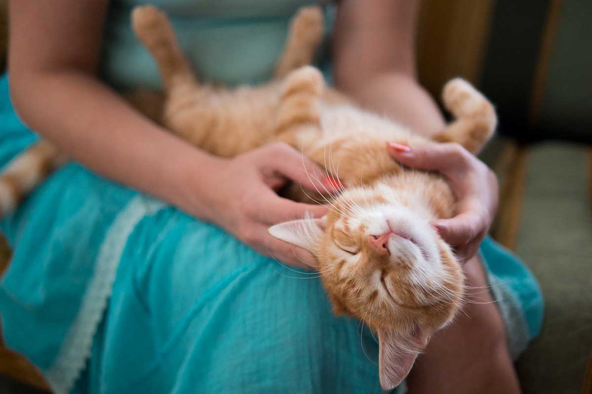 How To Train My Cat to Sit on My Lap_how to take care of a kitten without a mother