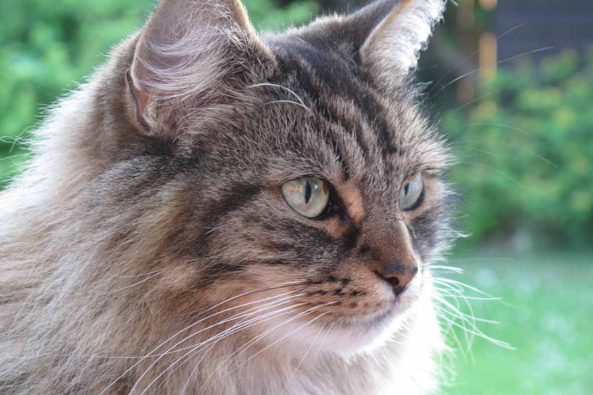 Maine Coon Cat Grooming Tips_Train Cat to Stop Urine Marking