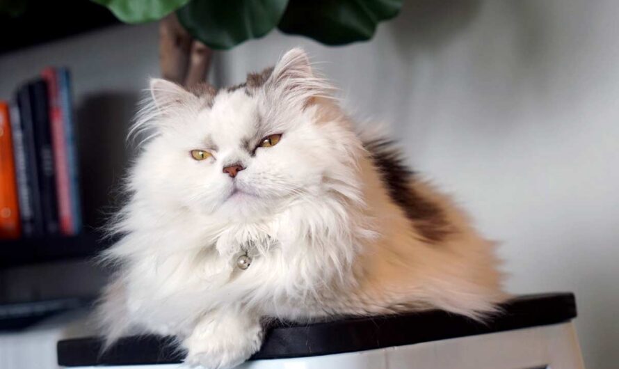 Minuet Cat Breed: Profile, Traits, Personality, Grooming, Care