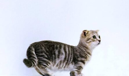 Munchkin Cat Breed_how to stop a cat from spraying outside