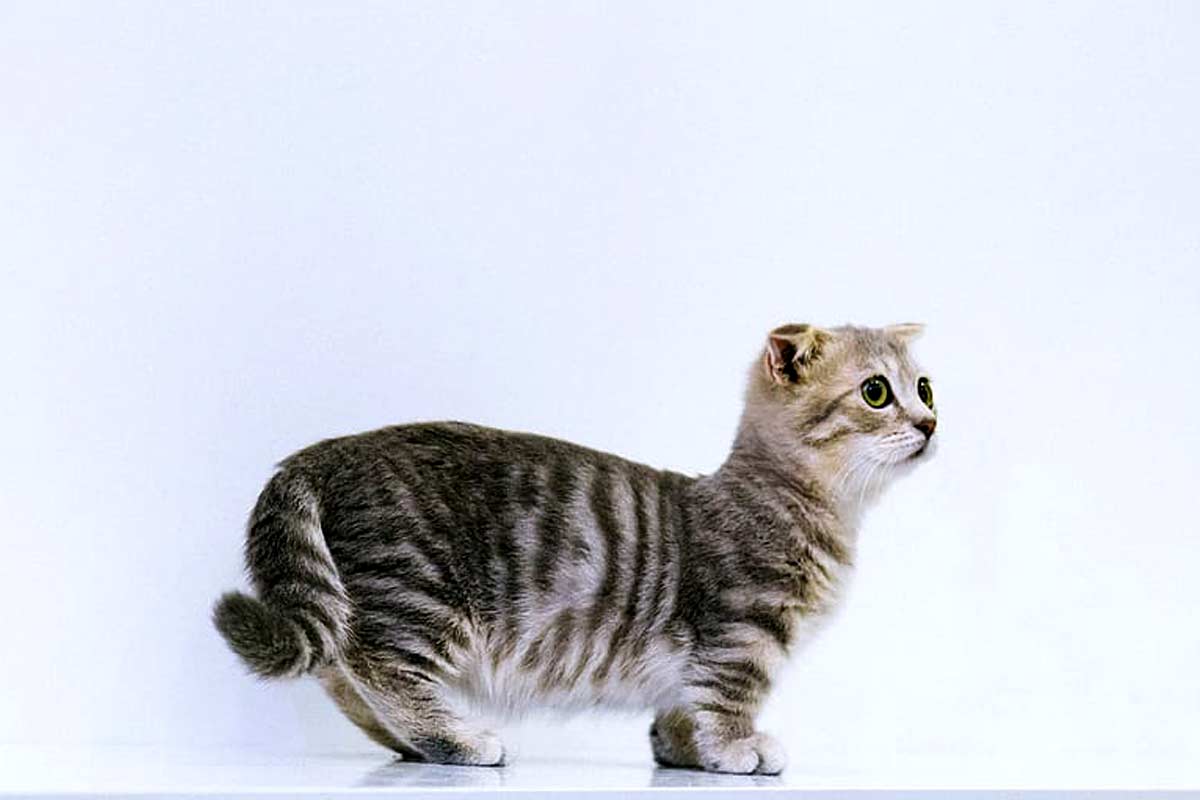 Munchkin Cat Breed_how to stop a cat from spraying outside