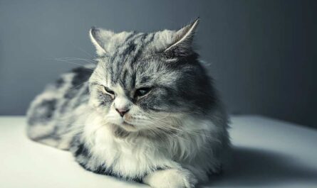 Persian Cat Breed_how to tell if a shy cat likes you