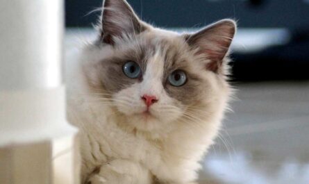 Ragdoll Cat Breed_how to tell if your cat loves you the most