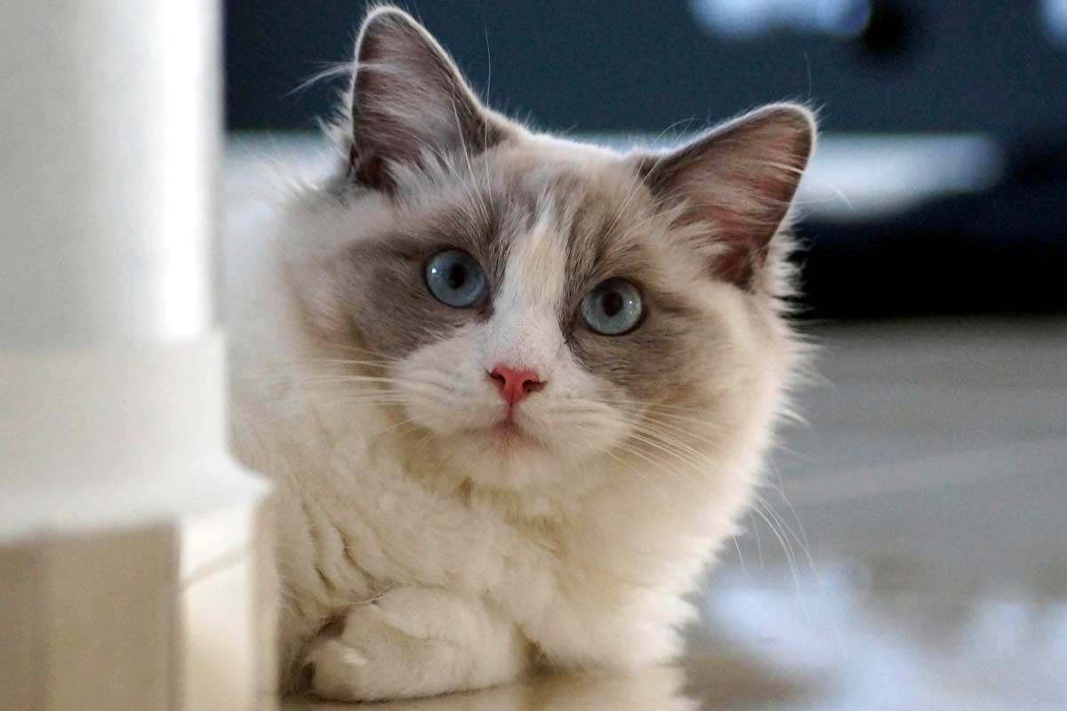 Ragdoll Cat Breed_how to tell if your cat loves you the most