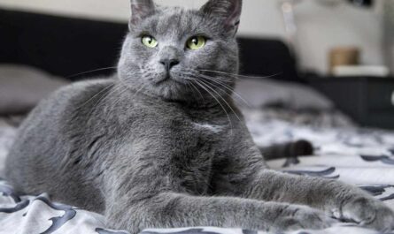 Russian Blue Cat Breed_cat trilling