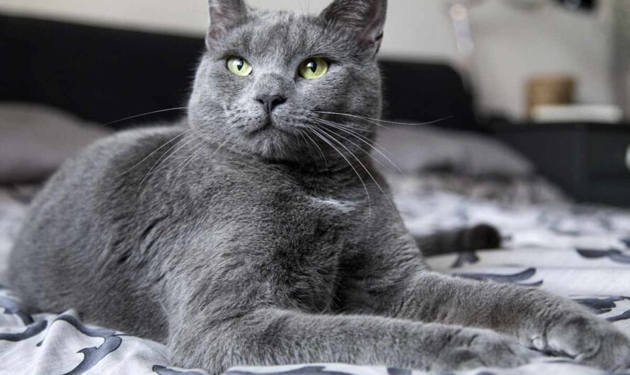 Russian Blue Cat Breed: Profile, Traits, Personality, FAQs, Care