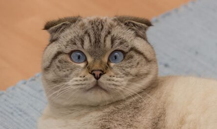 Scottish Fold Cat Breed_cat chattering