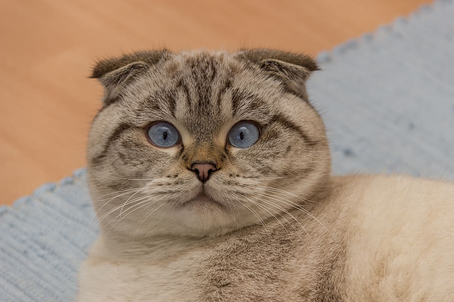 Scottish Fold Cat Breed_cat chattering