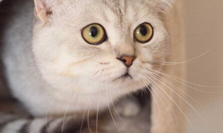 Scottish Fold Cat Breed_Causes of Cat Aggression