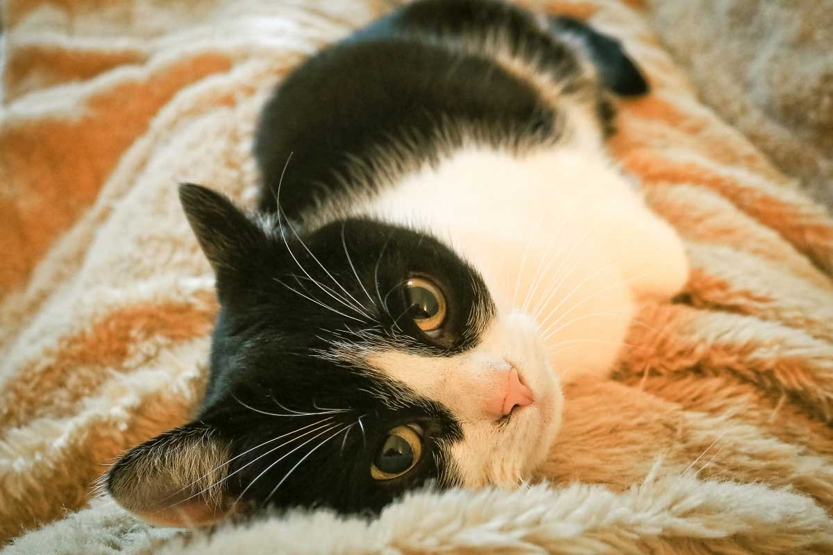 Signs of Separation Anxiety in Cats_Single Kitten Syndrome