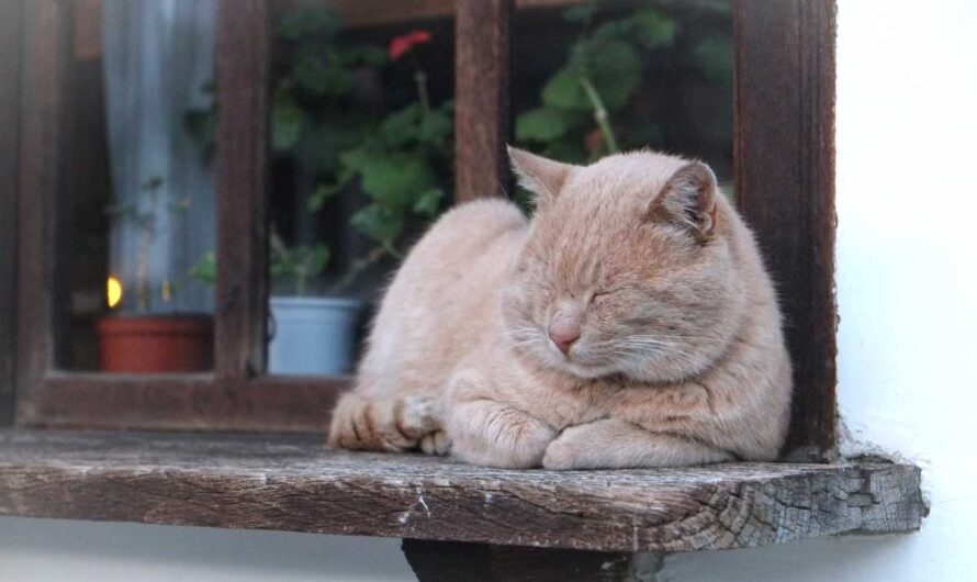 7 Most Common Reasons Why Do Cats Sleep So Much