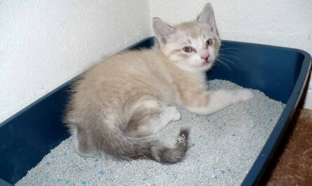 How to perfectly place a litter box_how to feed a newborn kitten that won't eat