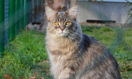 Norwegian Forest Cat_Nesting behavior in cats