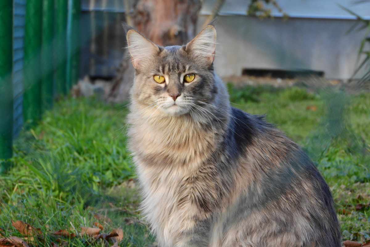 Norwegian Forest Cat_Nesting behavior in cats