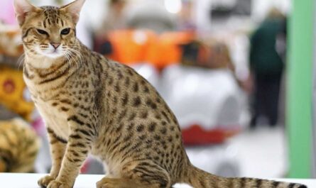 Ocicat Cat Breed_Cat Pregnancy