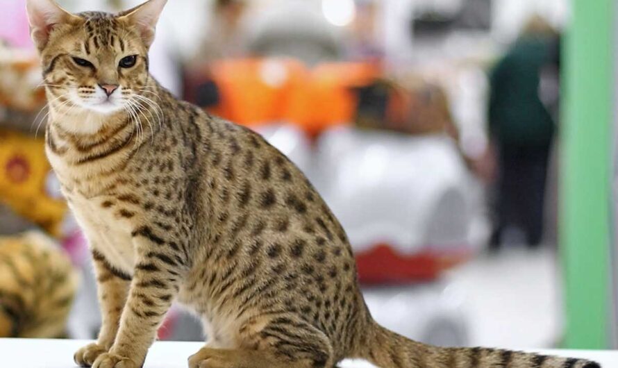 Ocicat Cat Breed Profile: Health, Facts, Traits, Groom, Care