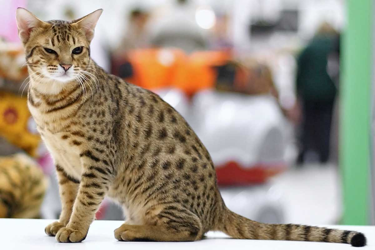 Ocicat Cat Breed_Cat Pregnancy