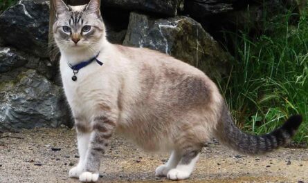 Ojos Azules Cat_Weight Gain in Cats