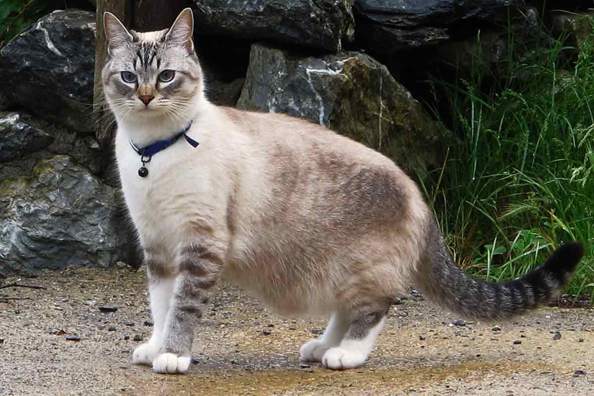Ojos Azules Cat_Weight Gain in Cats