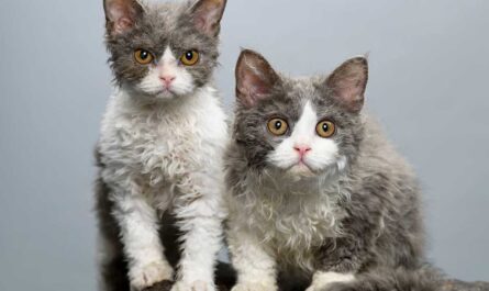 Oregon Rex Cat Breed_Why Do Cats Groom Each Other