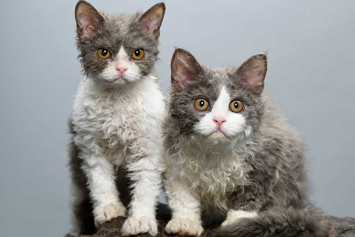 Oregon Rex Cat Breed_Why Do Cats Groom Each Other