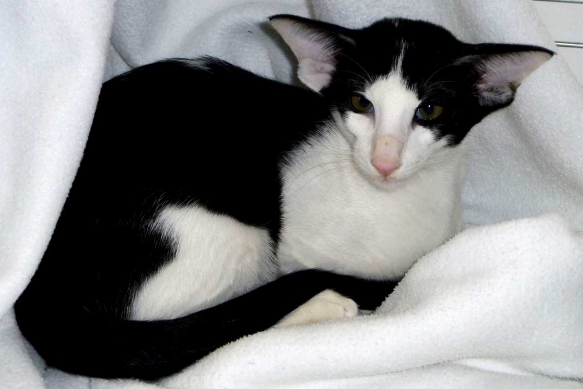 Oriental Bicolor Breed Profile_Ways to Tell if Cat is Pregnant
