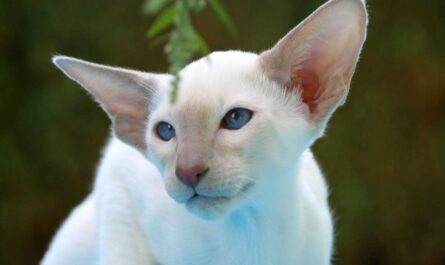 Oriental Shorthair Breed_Cat Vomiting