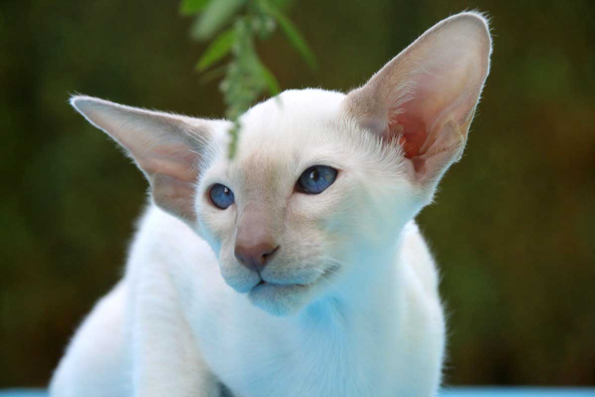 Oriental Shorthair Breed_Cat Vomiting