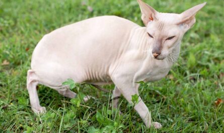 Peterbald Cat Breed_Clingy Cat