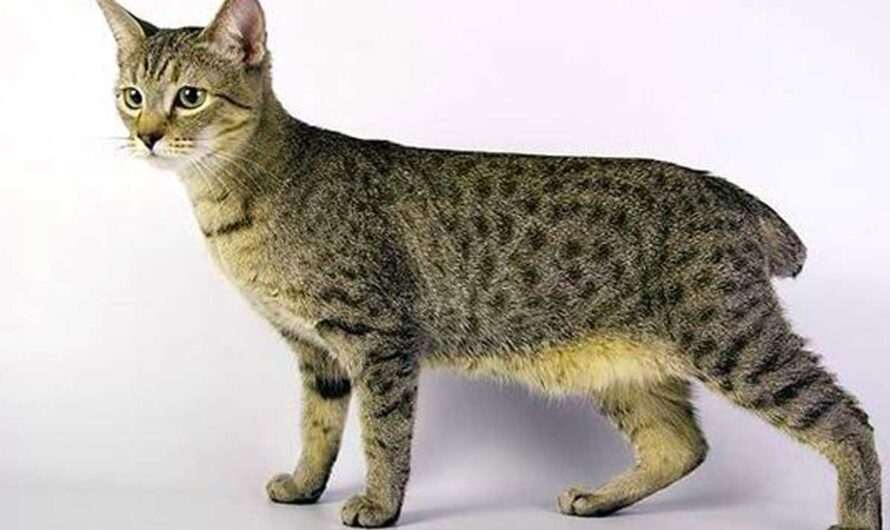 Pixie-Bob Cat Breed Profile: Health, Traits, Groom, Care