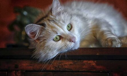 Ragamuffin Cat Breed_How to Help Your Cat Overcome Fears